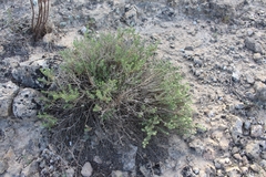 Angiospermae