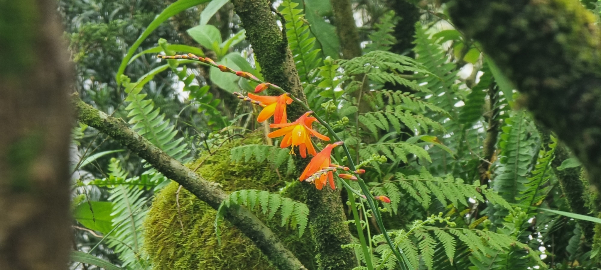 Crocosmia crocosmiiflora — ảnh 3