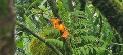 Crocosmia aurea