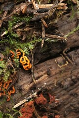 Antinoa pulchella