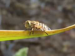 Eristalinus