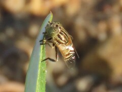 Eristalinus