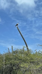 Caracara plancus cheriway