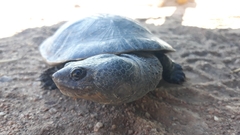 Mesoclemmys tuberculata