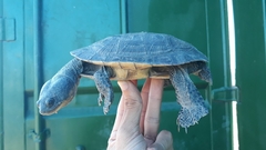 Mesoclemmys tuberculata