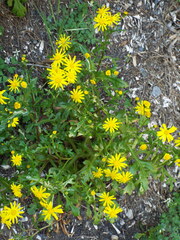 Senecio leucanthemifolius