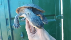 Mesoclemmys tuberculata