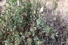 Globularia alypum