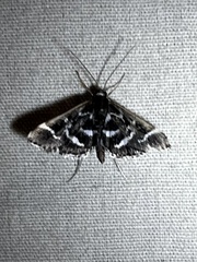 Diasemiodes janassialis