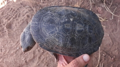 Mesoclemmys tuberculata