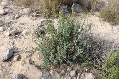 Globularia alypum