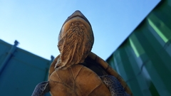 Mesoclemmys tuberculata