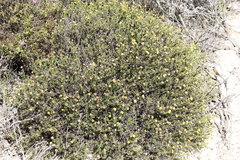 Cymbopappus adenosolen