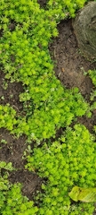 Sedum mexicanum