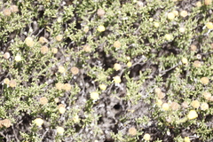 Cymbopappus adenosolen