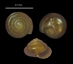 Euconulus alderi