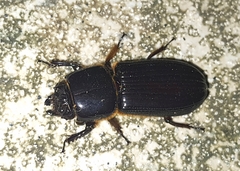 Odontotaenius disjunctus