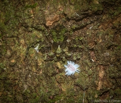 Stephanopis carcinoides