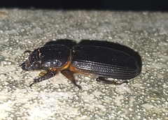 Odontotaenius disjunctus