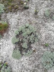 Artemisia hololeuca