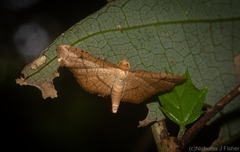 Hypolamprus ypsilon