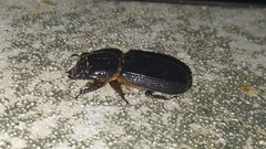 Odontotaenius disjunctus