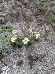 Onosma simplicissima