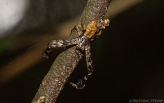 Stephanopis barbipes