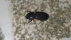 Odontotaenius disjunctus