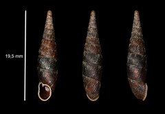 Macrogastra ventricosa