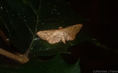 Hypolamprus ypsilon