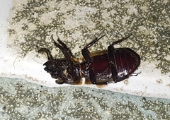 Odontotaenius disjunctus