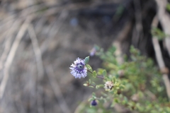Globularia alypum