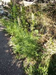 Reseda alba