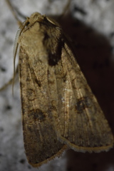 Agrotis segetum
