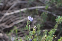 Globularia alypum