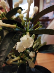 Stephanotis
