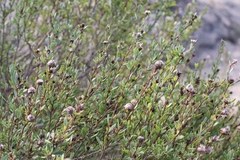 Globularia alypum