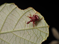 Attelabidae