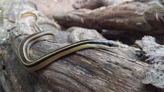 Lygophis dilepis