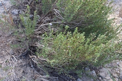 Globularia alypum