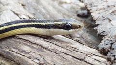 Lygophis dilepis