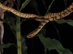Pareas chinensis