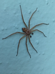 Selenops submaculosus