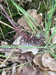 Petrosedum
