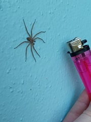 Selenops submaculosus