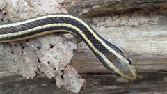 Lygophis dilepis