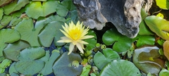 Nymphaea mexicana