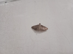 Spilomelinae
