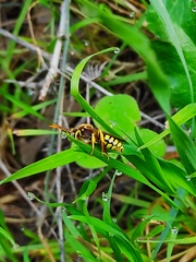 Hymenoptera